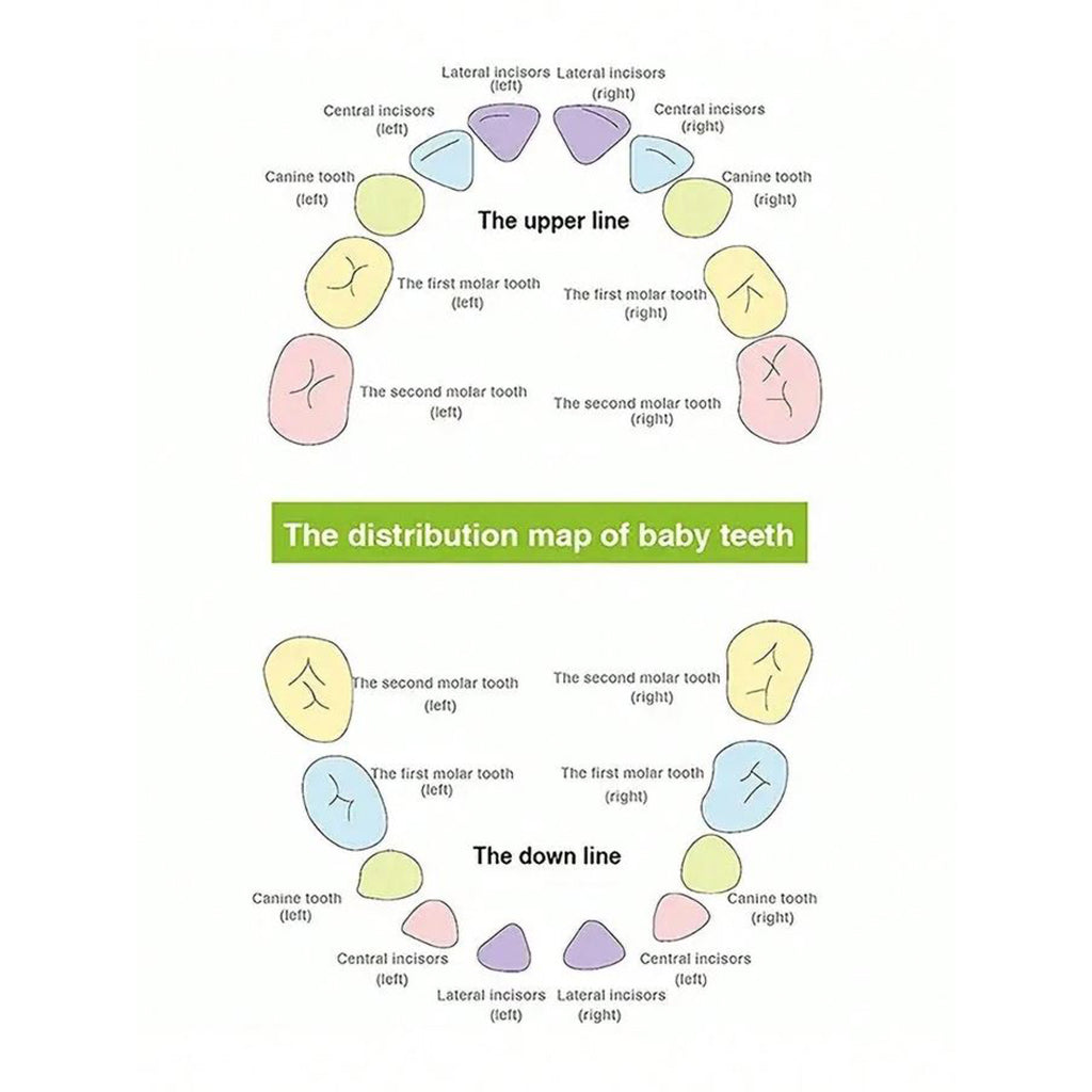 Baby Tooth Box - Novelty Gift