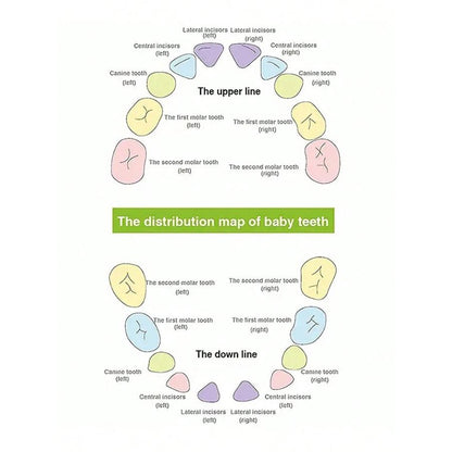 Baby Tooth Box - Novelty Gift